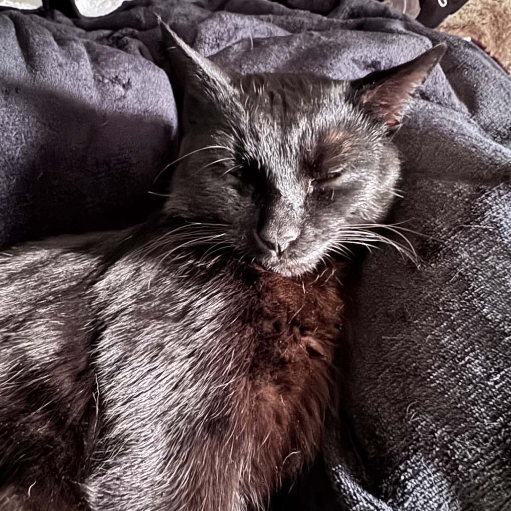 Enlarge Bradford, a Adoptable Domestic Short Hair in Reisterstown, MD image 3/4