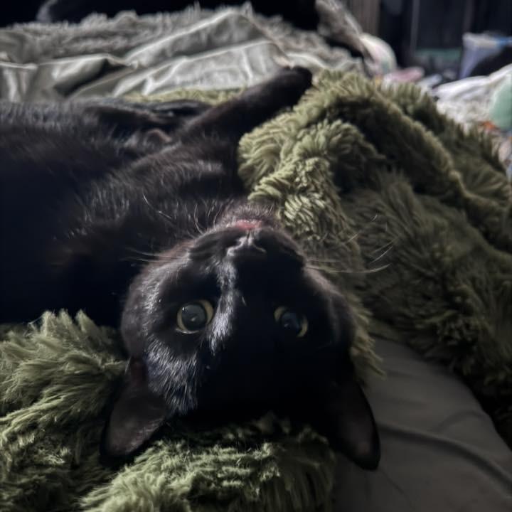 Enlarge Bradford, a Adoptable Domestic Short Hair in Reisterstown, MD image 4/4