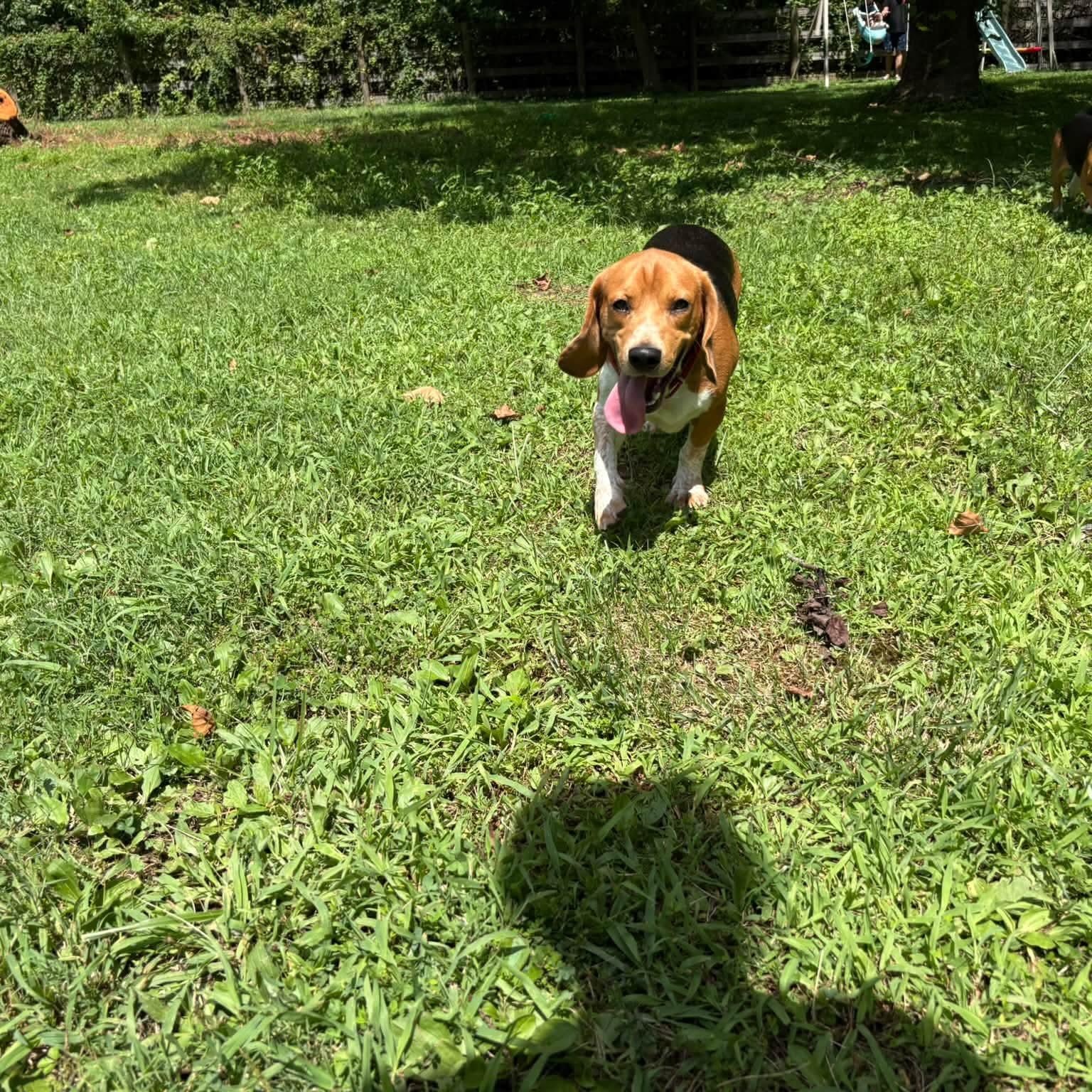 Enlarge Drake, a Adoptable Beagle in Salisbury, MD image 2/5