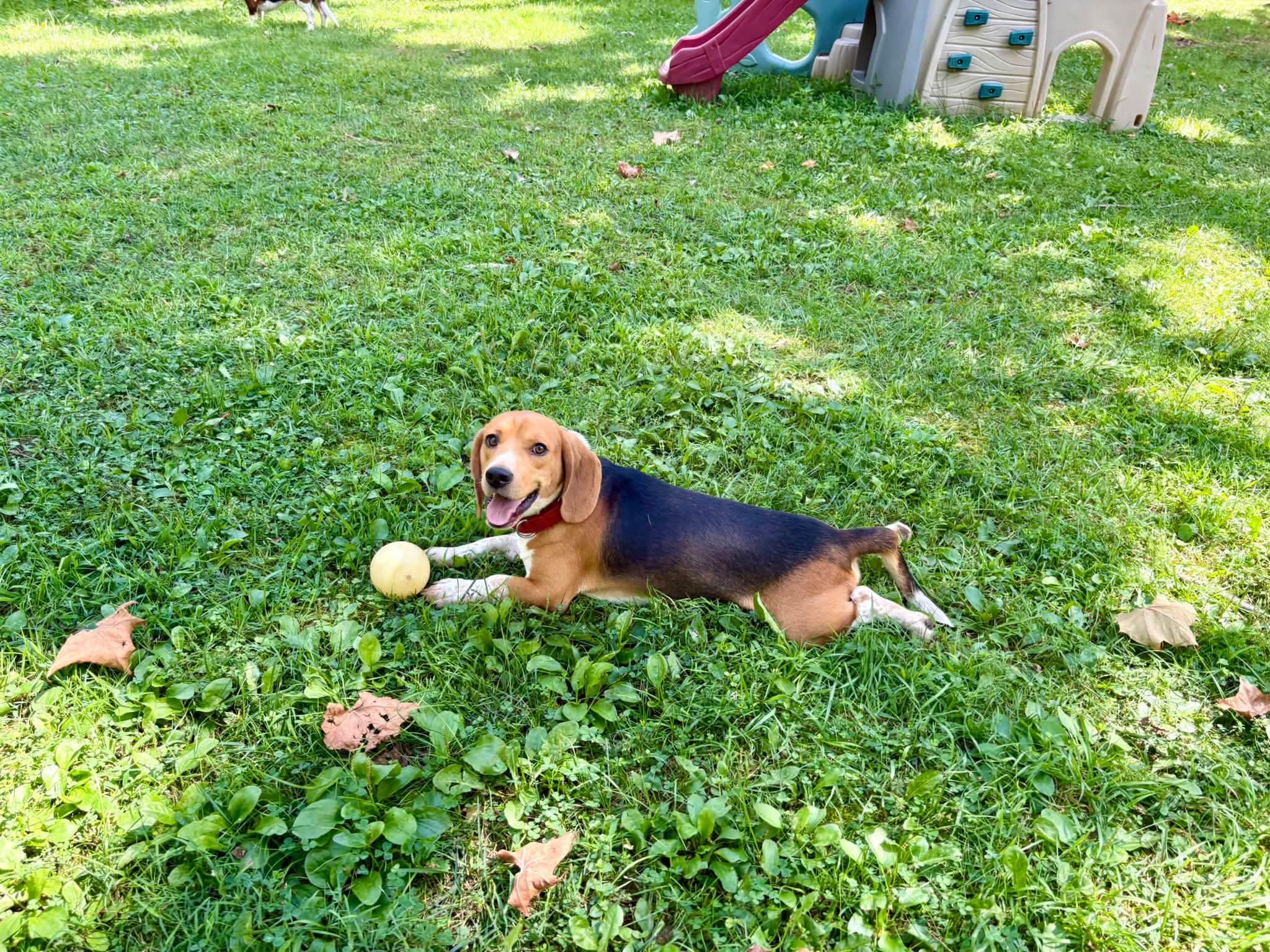 Enlarge Drake, a Adoptable Beagle in Salisbury, MD image 3/5