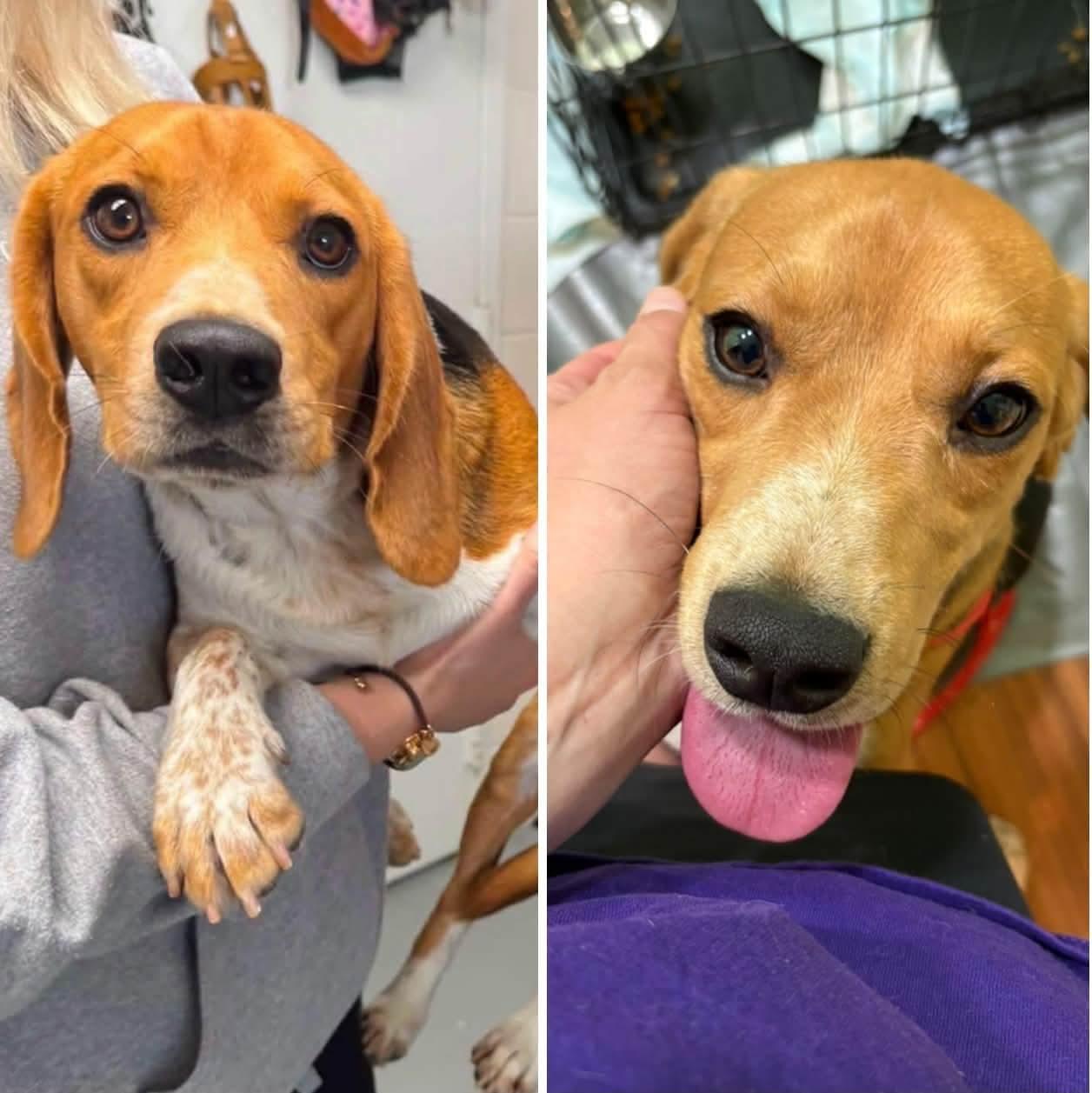 Enlarge Drake, a Adoptable Beagle in Salisbury, MD image 5/5