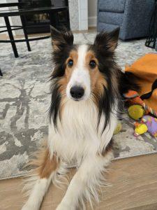 Enlarge Jim (Jinn), an adopted Shetland Sheepdog / Sheltie in King City, ON image 1/5