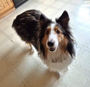 Enlarge Jim (Jinn), an adopted Shetland Sheepdog / Sheltie in King City, ON image 3/5
