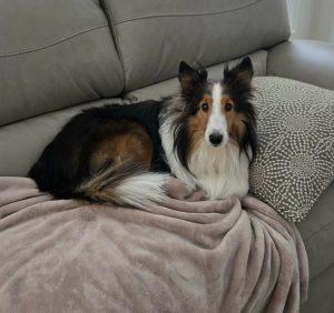 Enlarge Jim (Jinn), an adopted Shetland Sheepdog / Sheltie in King City, ON image 4/5
