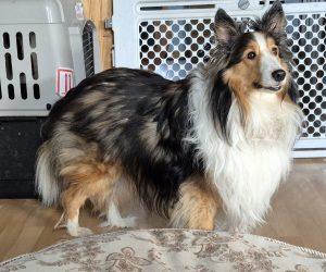 Enlarge Jim (Jinn), an adopted Shetland Sheepdog / Sheltie in King City, ON image 5/5
