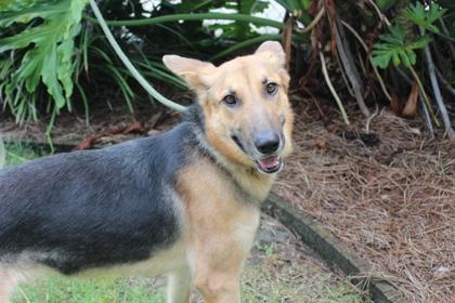 Penny, Adoptable, Adult Female German Shepherd Dog.