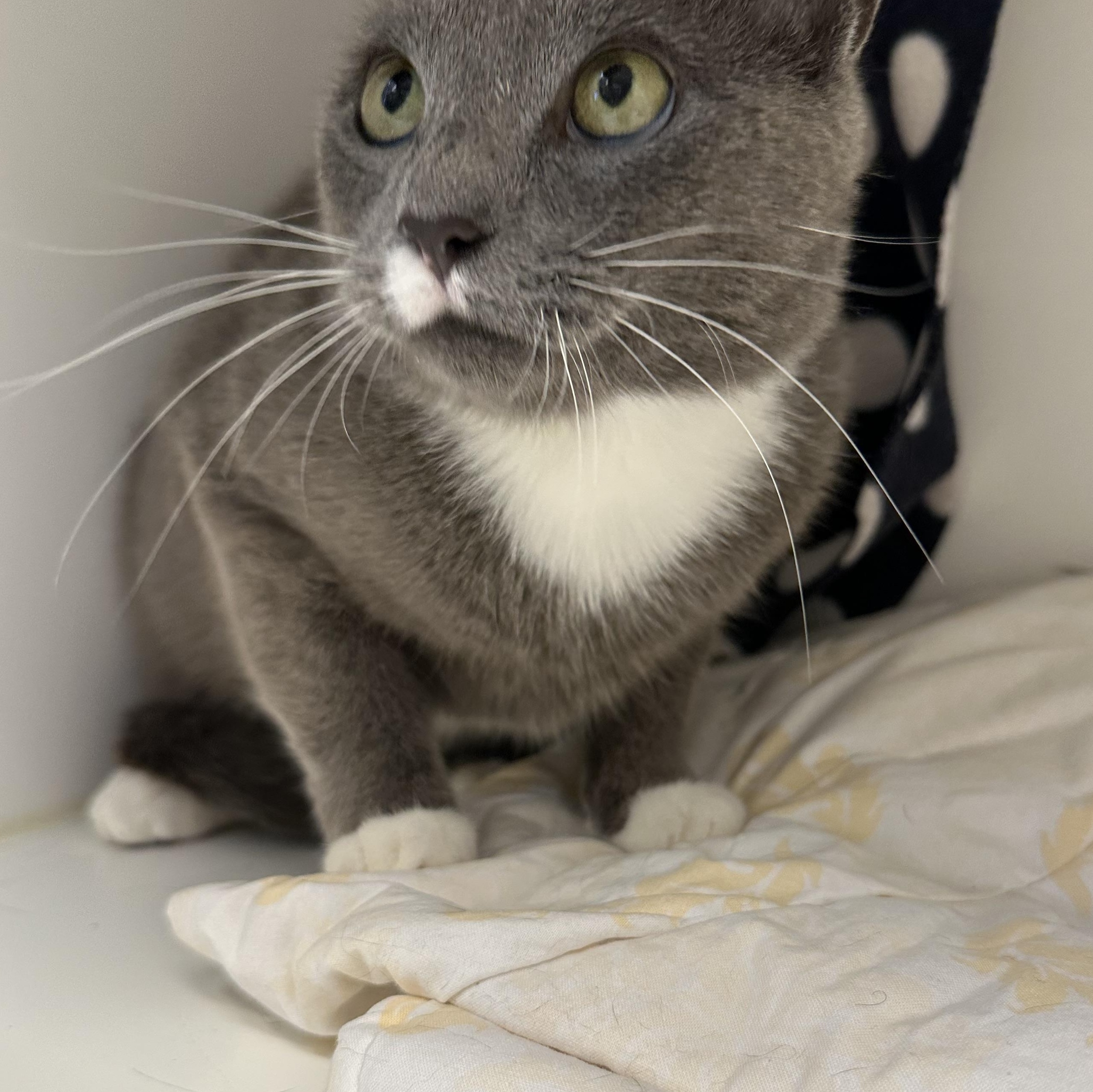 Penny (ID 48609/ 3305)