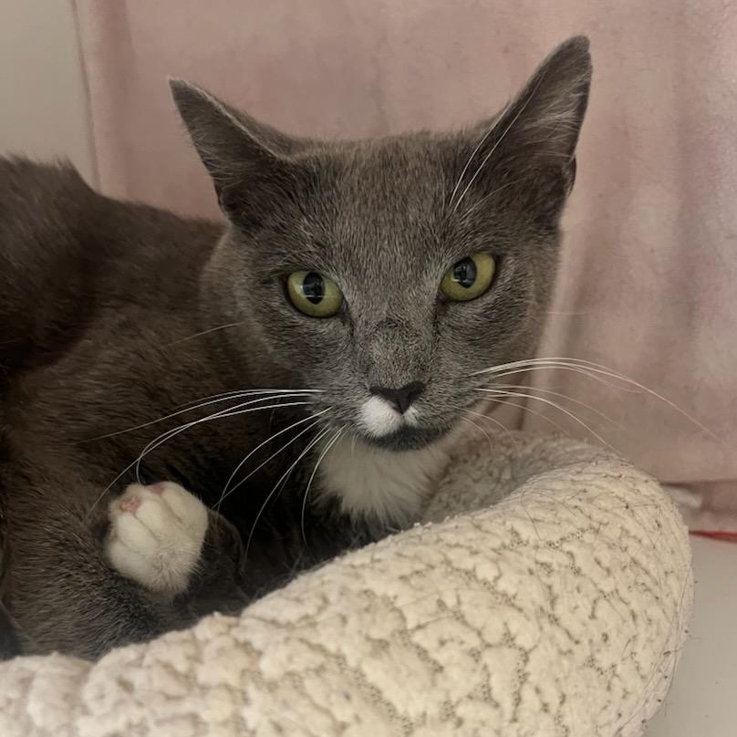 Penny (ID 48609/ 3305)