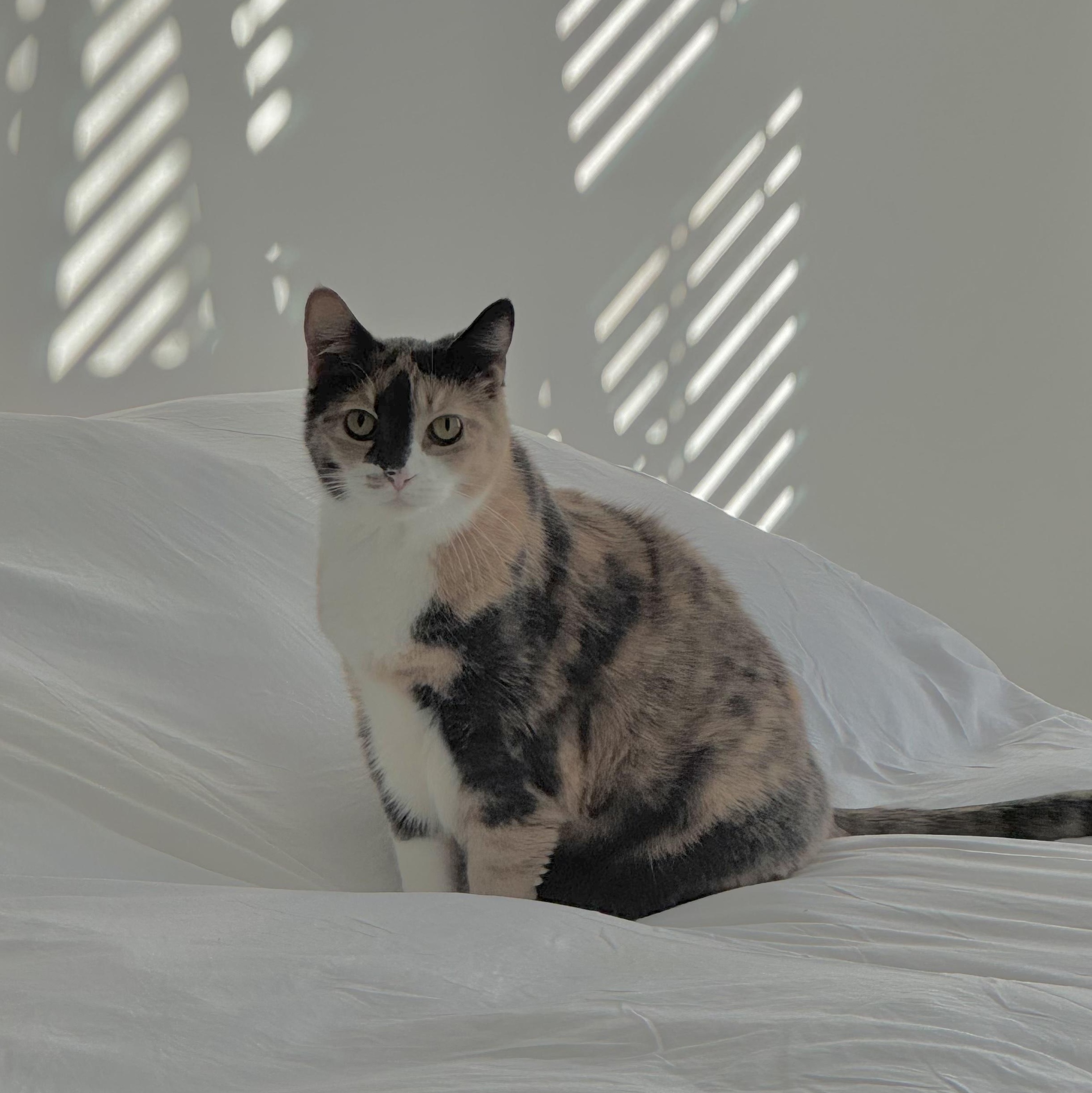 Callie, ADOPTABLE, Senior Female Calico.
