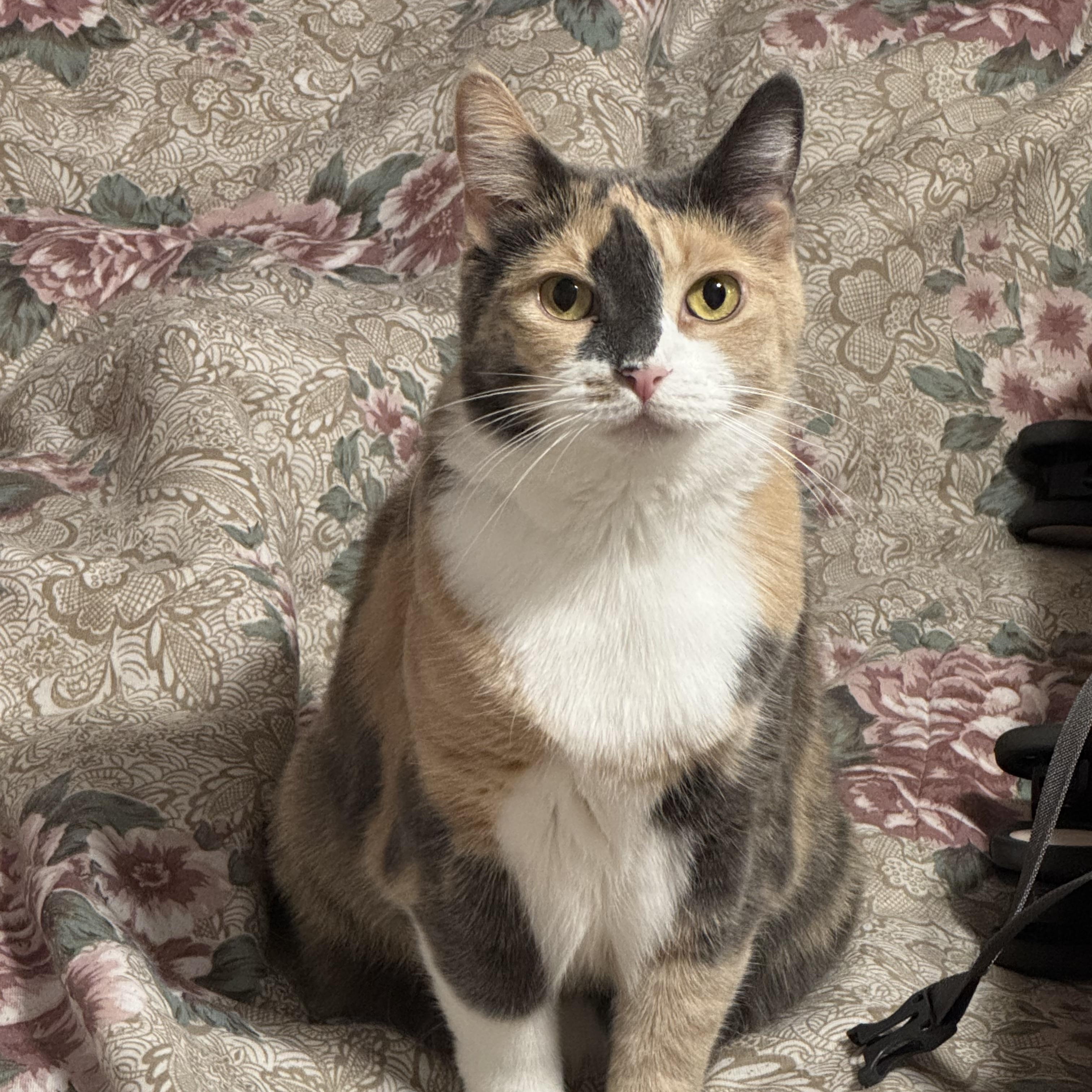 Callie, a ADOPTABLE Calico in Nashville, TN image 5/5