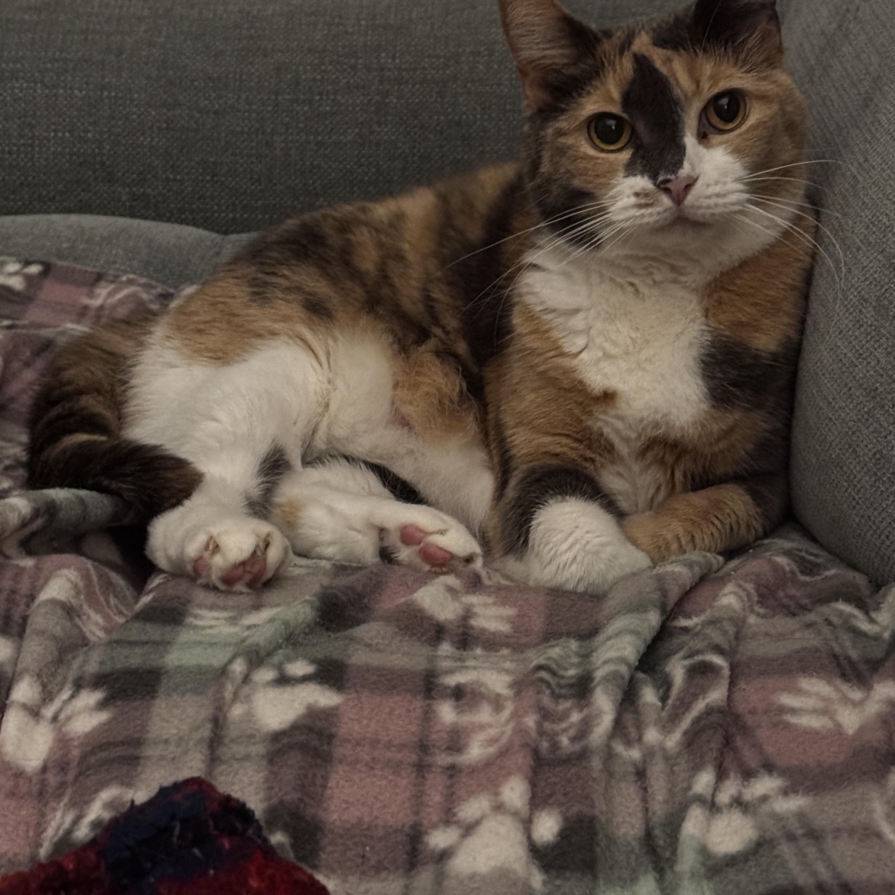 Callie, a ADOPTABLE Calico in Nashville, TN image 3/5