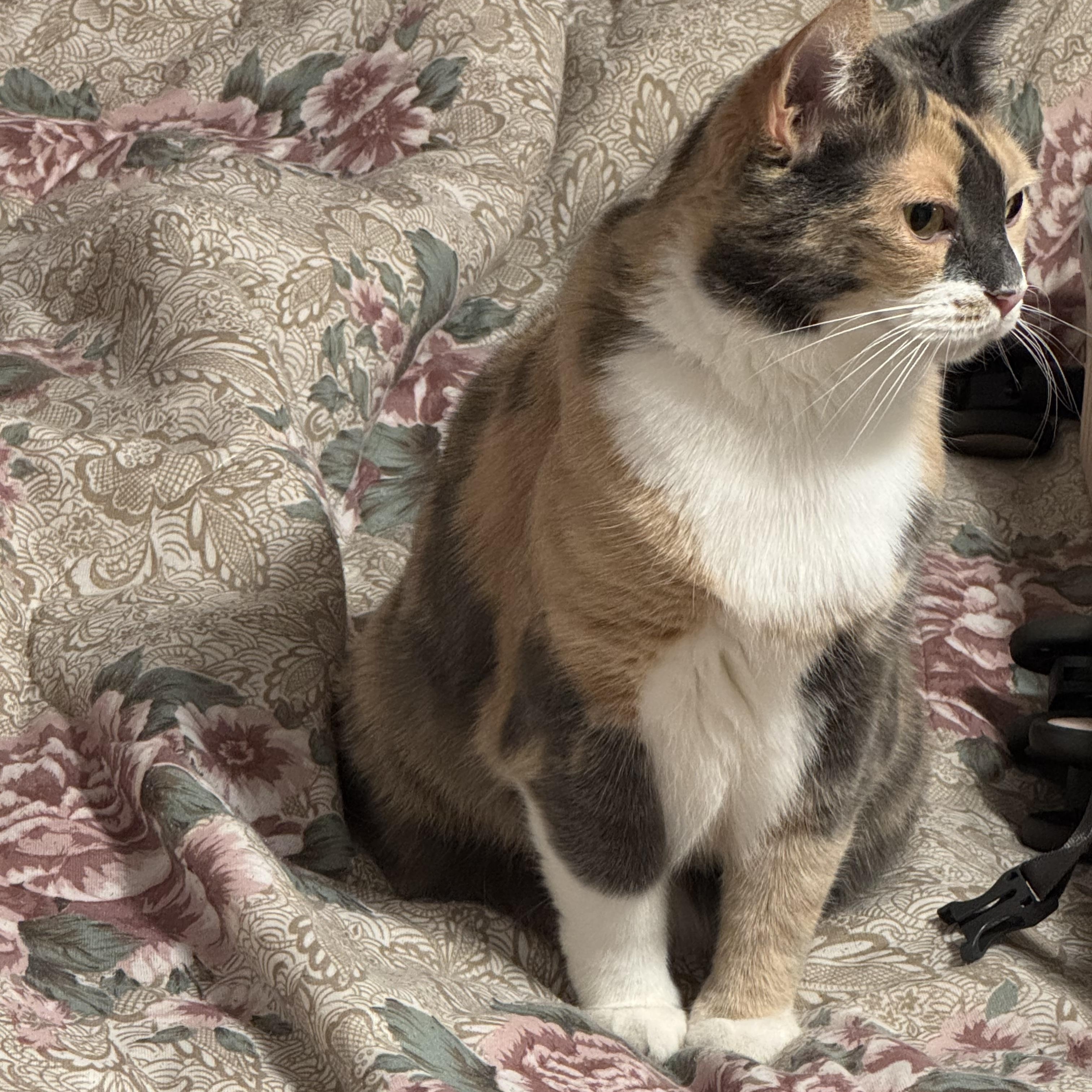 Callie, a ADOPTABLE Calico in Nashville, TN image 4/5