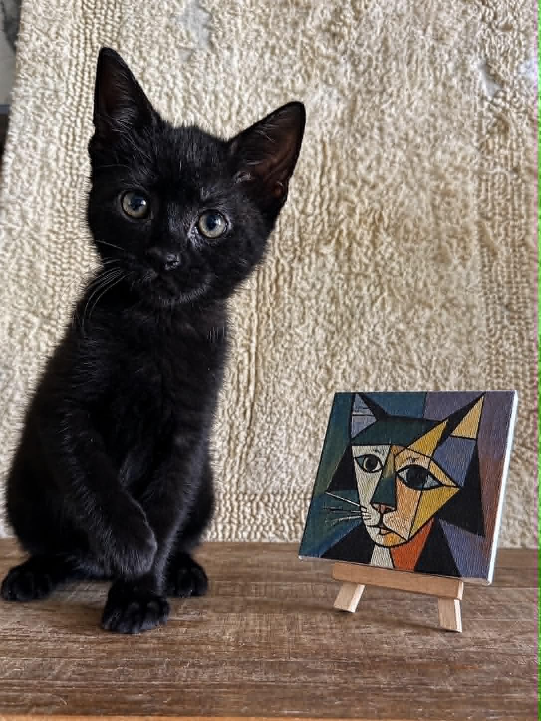 Pablo Picasso, Adoptable, Kitten Male Domestic Short Hair.