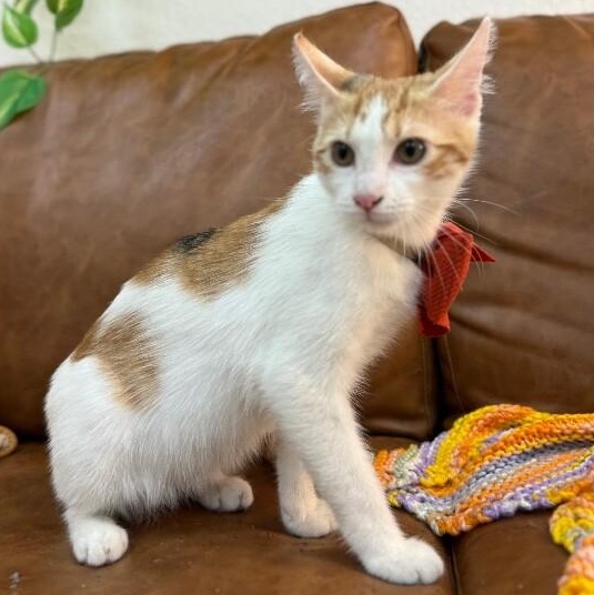 Ginger Boon — thumbnail 2