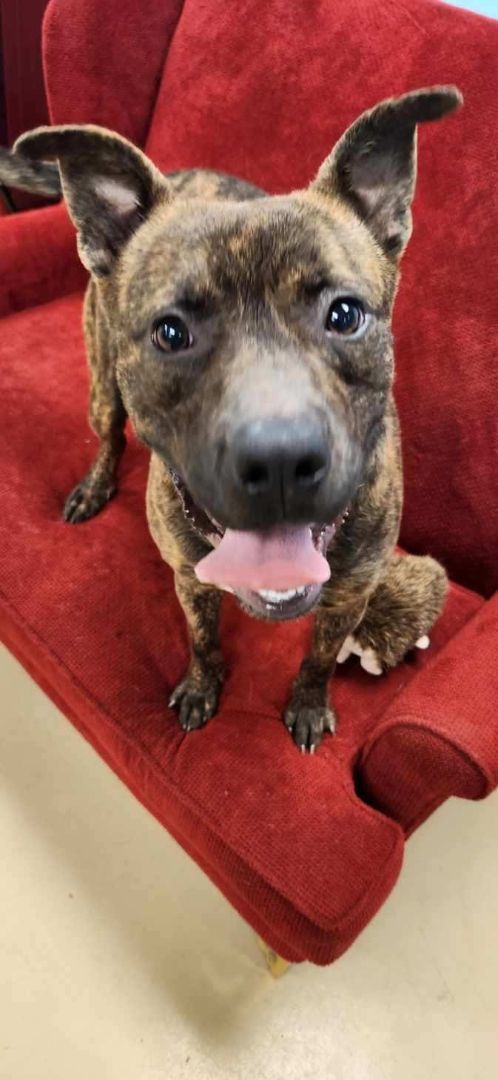 Kane, an adopted Pit Bull Terrier Mix in Franklinton, LA_image-1