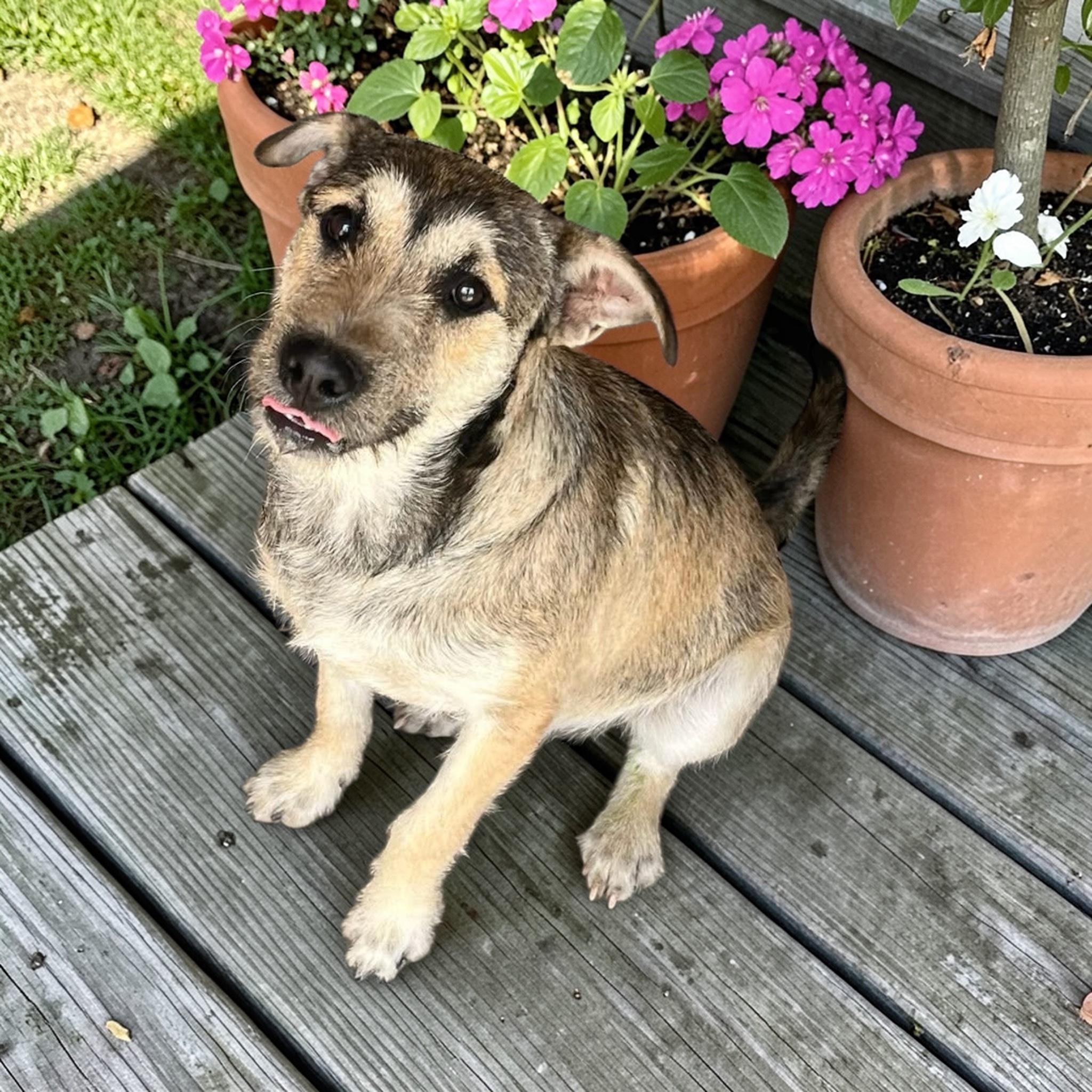 Chico, an adopted mixed breed in Williston, VT image 3/4