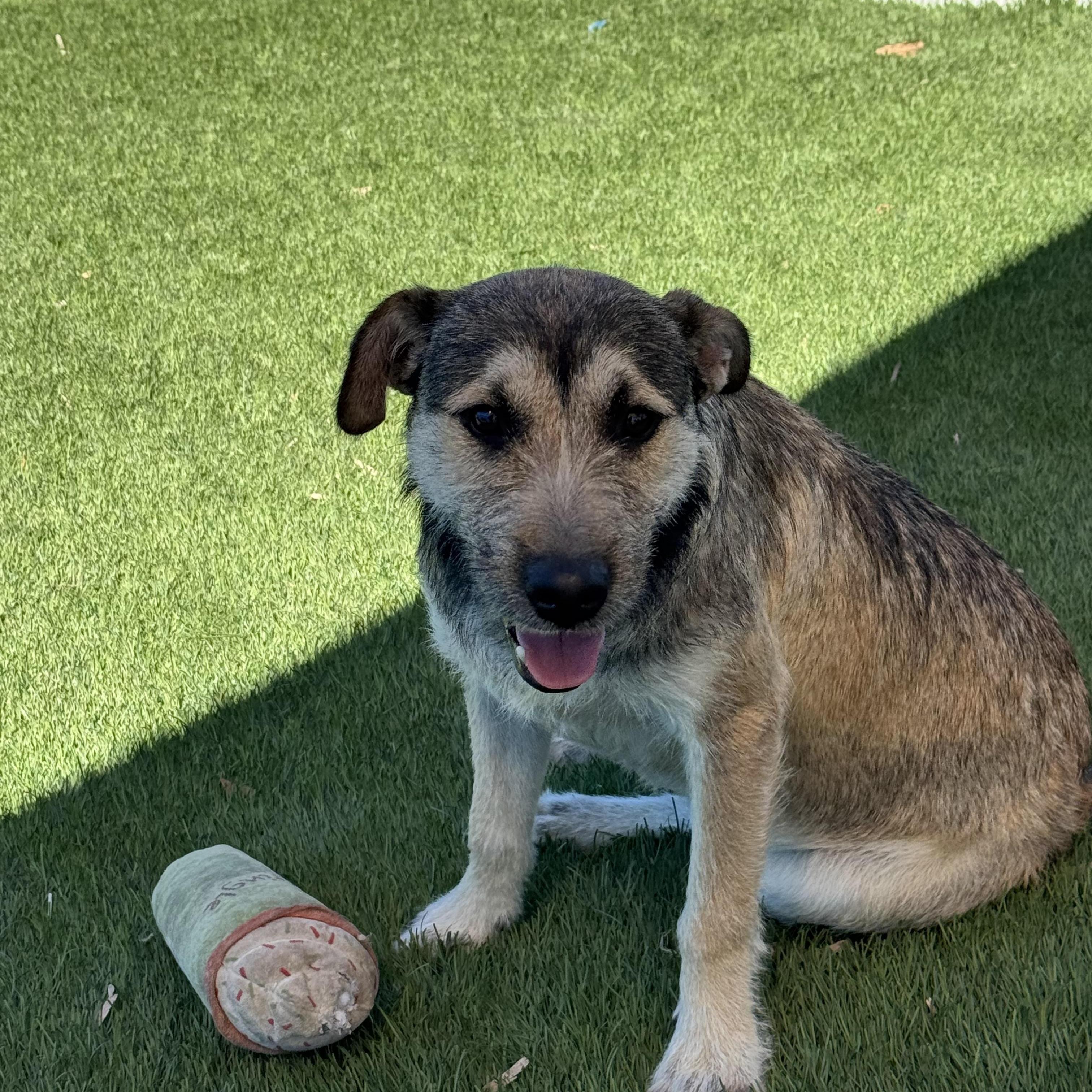 Chico, an adopted mixed breed in Williston, VT image 2/4