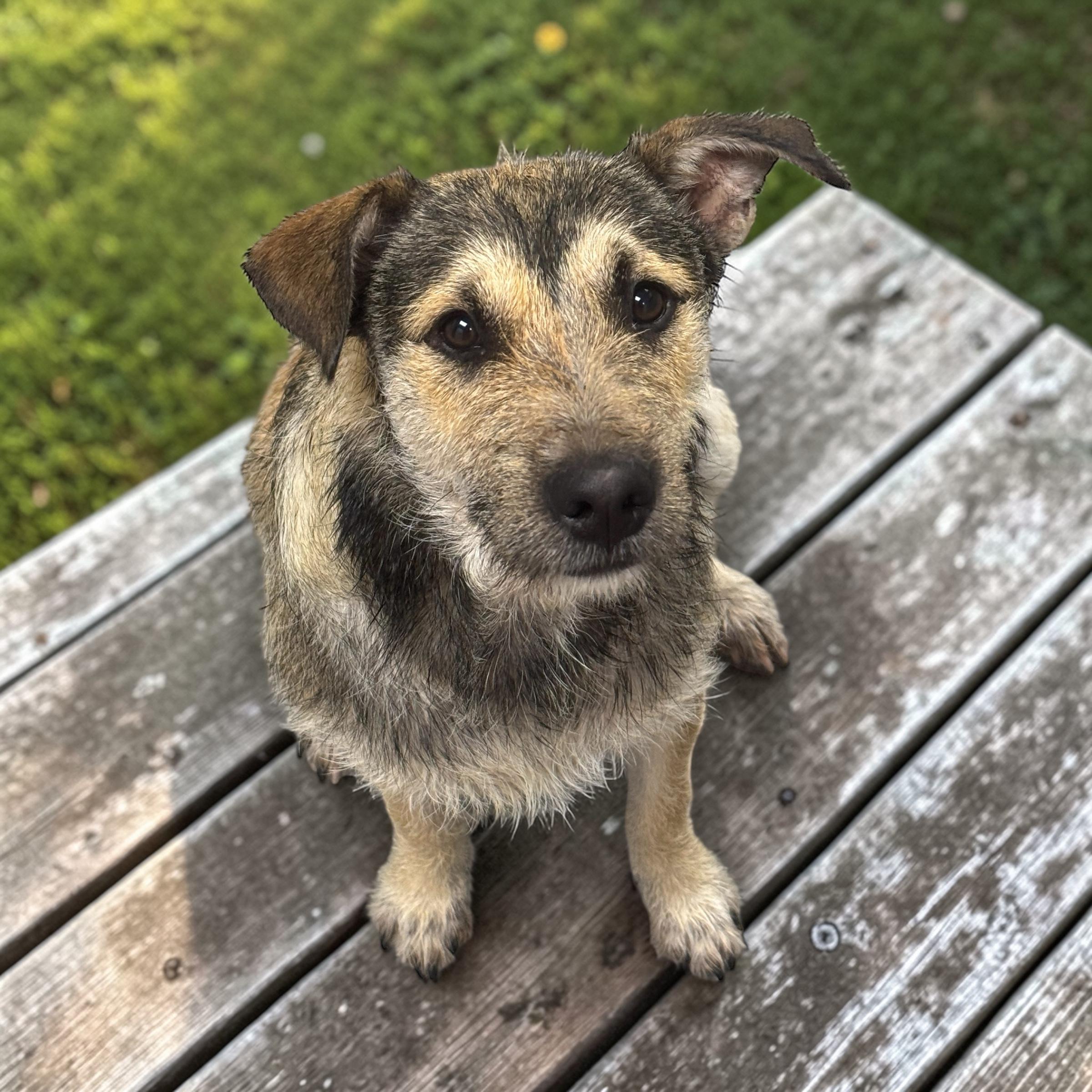 Chico, an adopted mixed breed in Williston, VT image 1/4