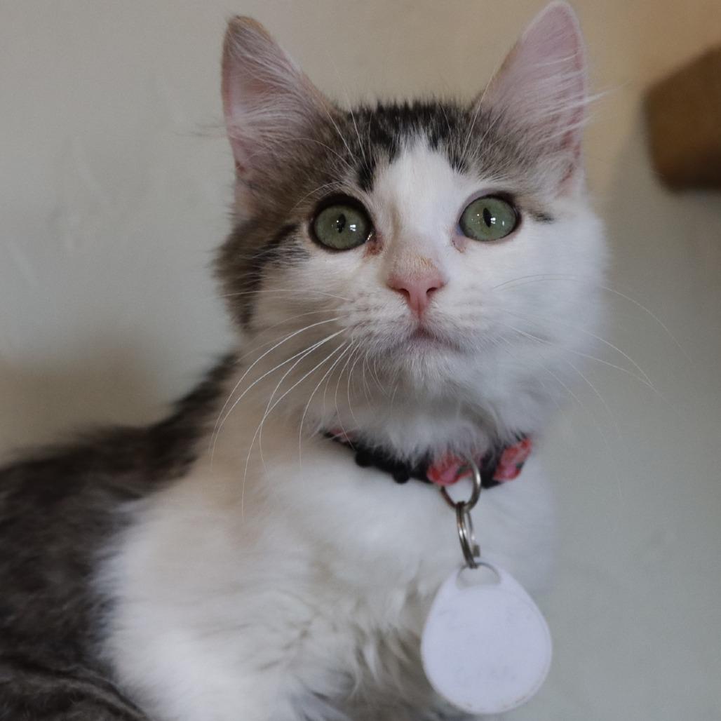 Zion — thumbnail 2