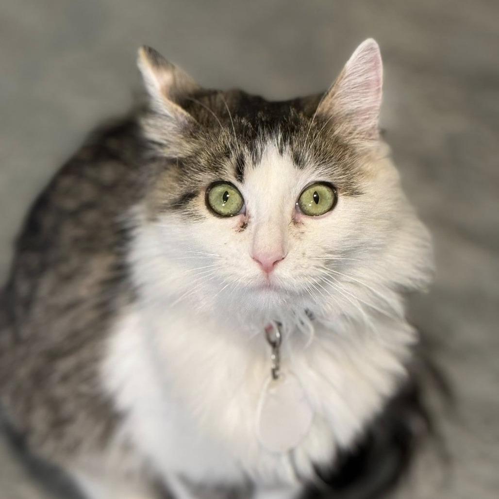 Zion — thumbnail 4