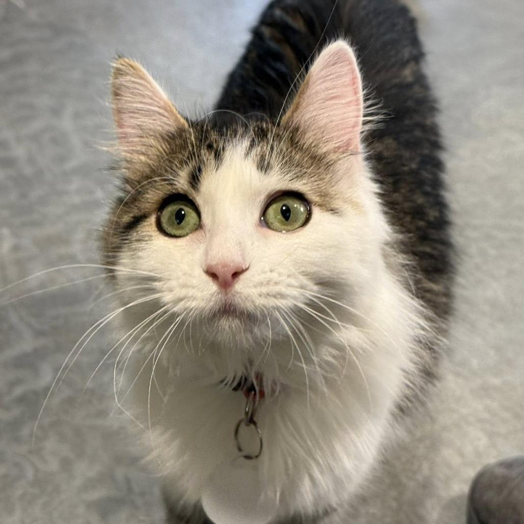 Zion — thumbnail 6