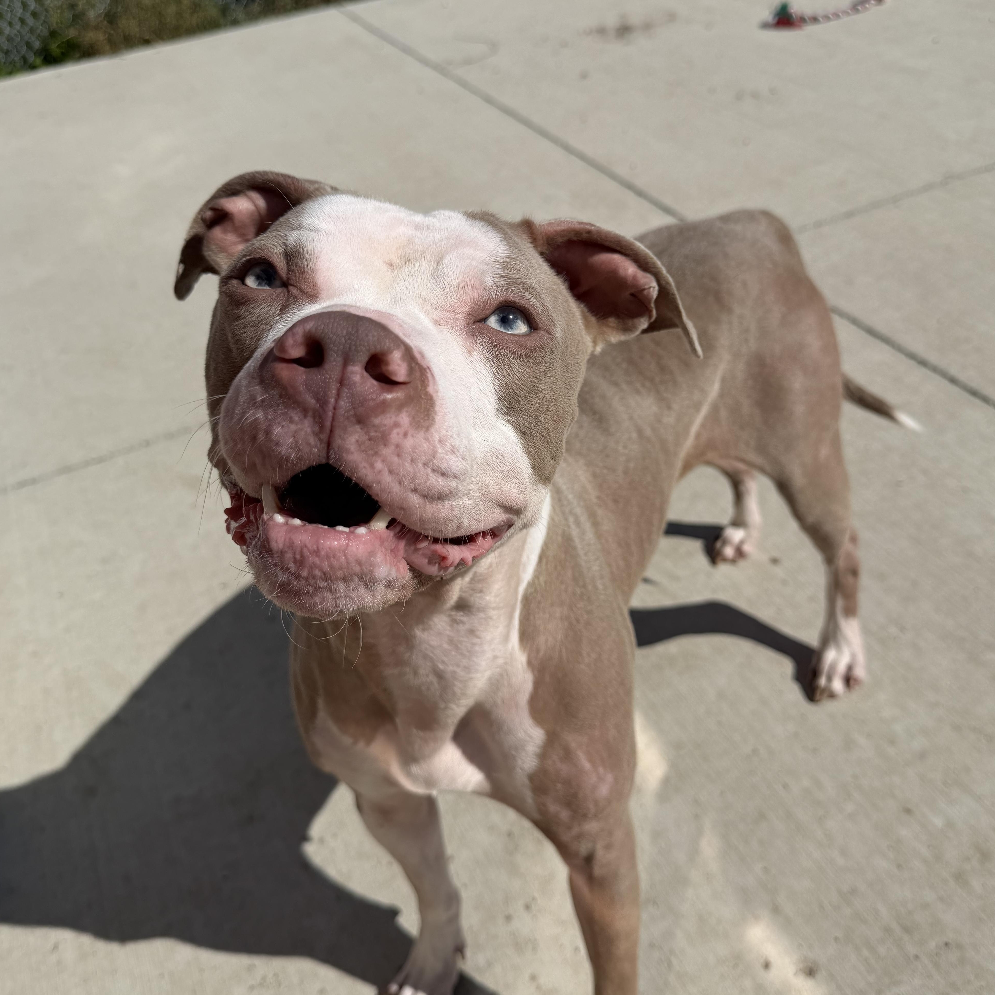Rose, Adoptable, Young Female Pit Bull Terrier.