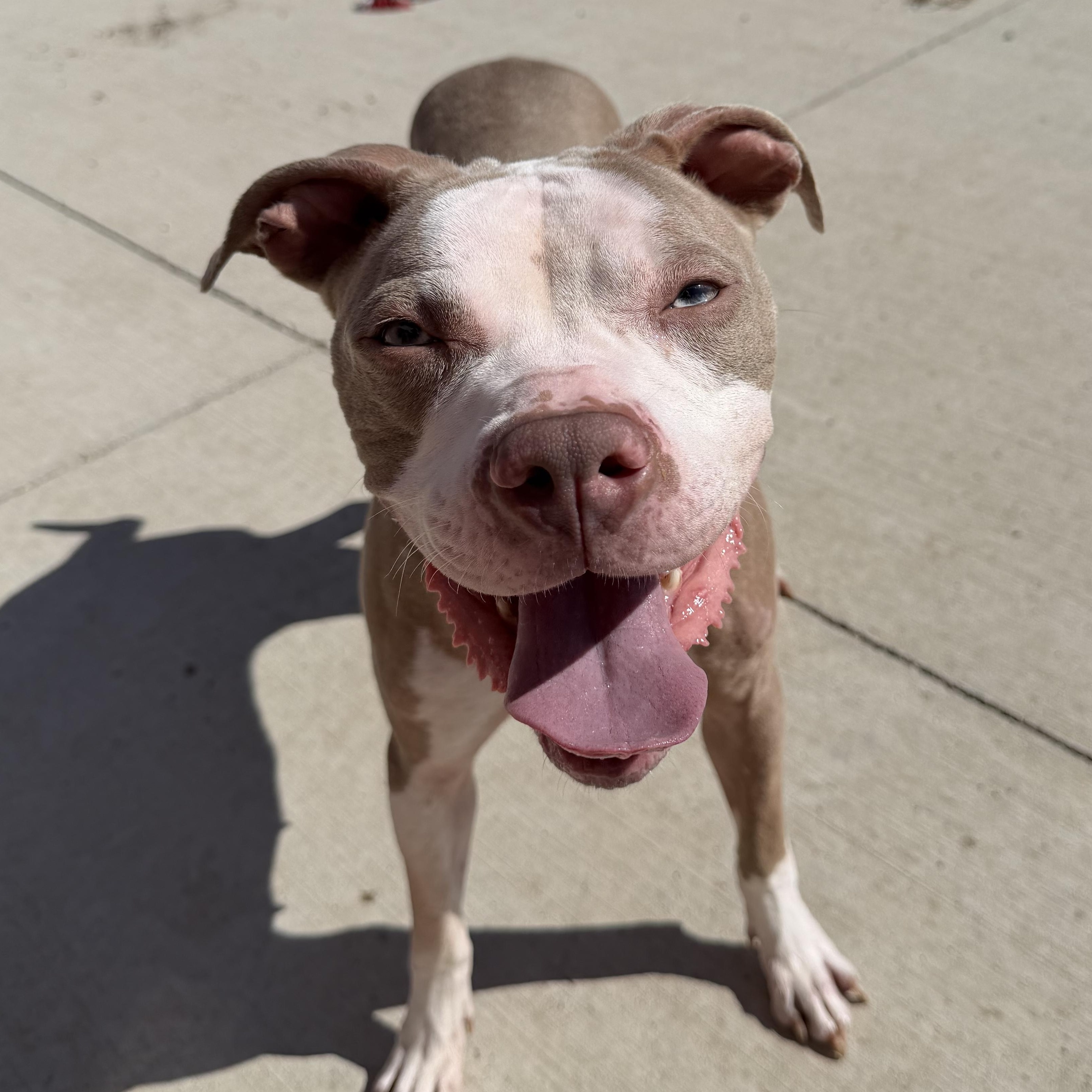 Enlarge Rose, a Adoptable mixed breed in Spencer, IA image 2/2