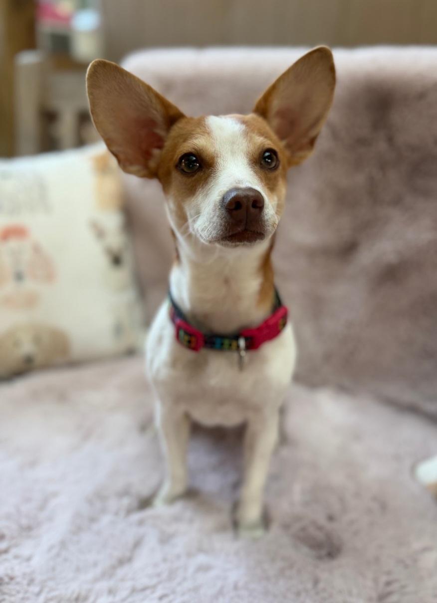 Gidget, adopted, Adult Female Chihuahua & Mixed Breed.
