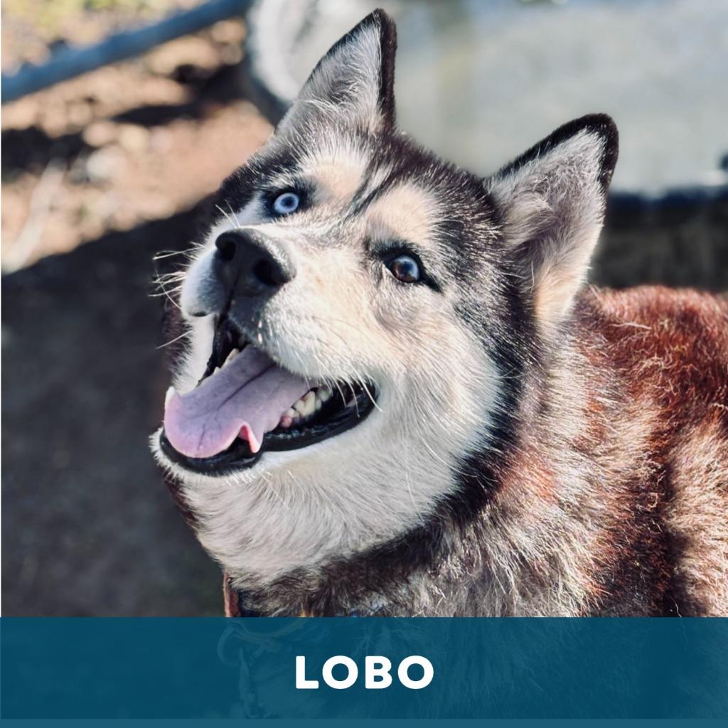 Enlarge Lobo & Lyra, a Adoptable Husky in State College, PA image 1/5