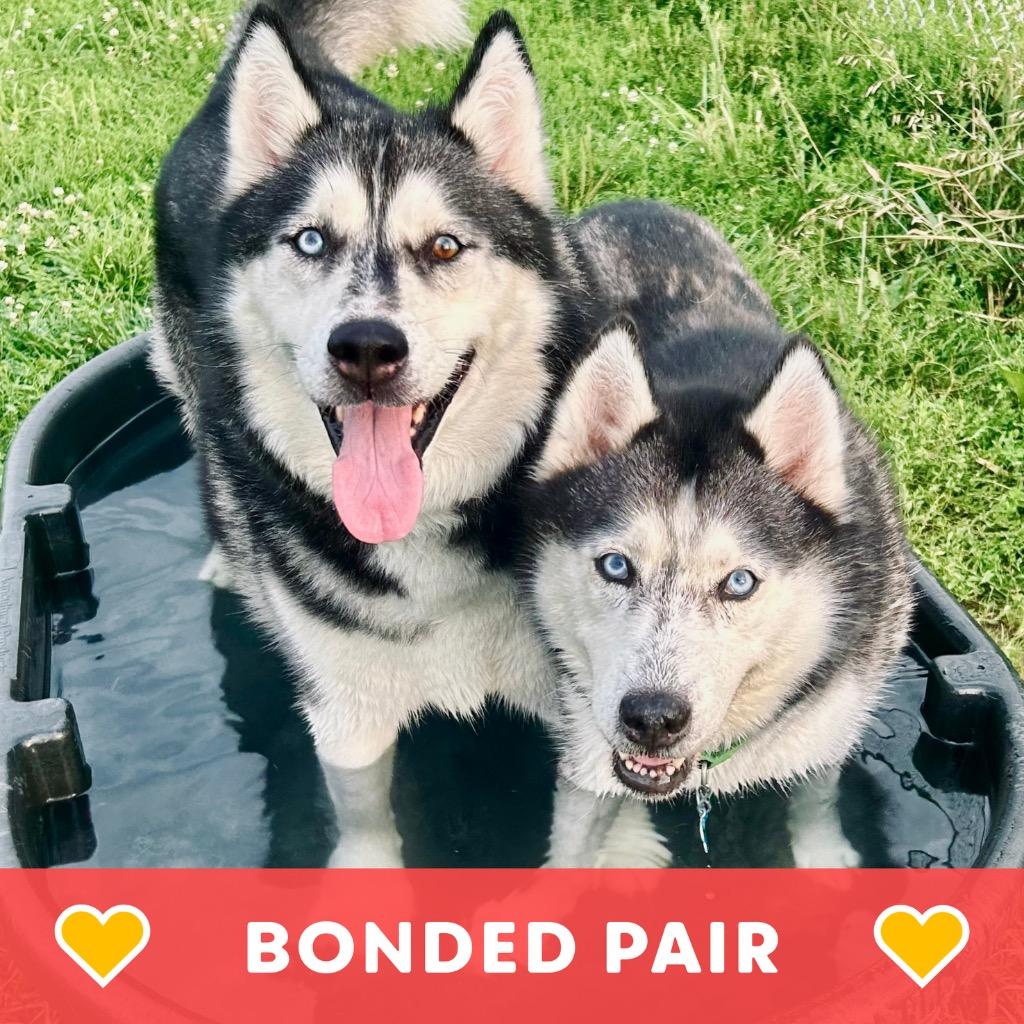 Lobo & Lyra, a Adoptable Husky in State College, PA image 1/6