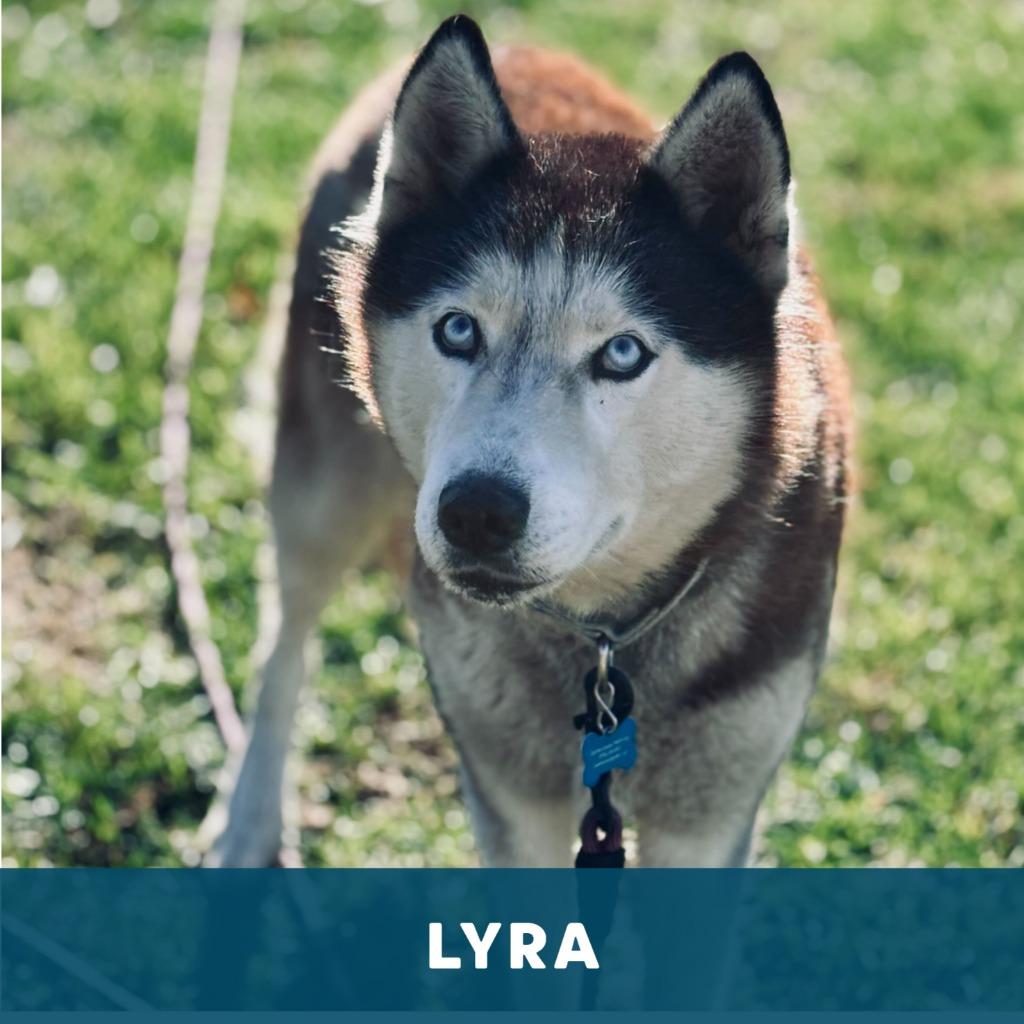 Lobo & Lyra thumbnail 2