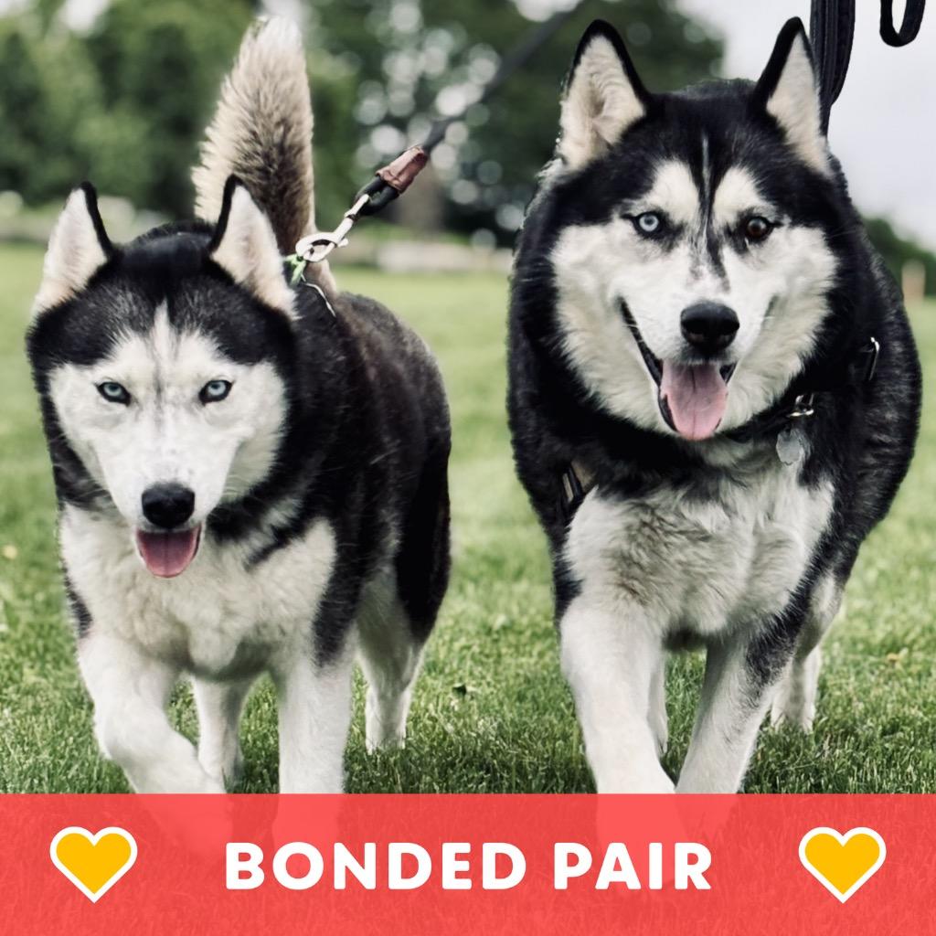 Lobo & Lyra, a Adoptable Husky in State College, PA image 1/6