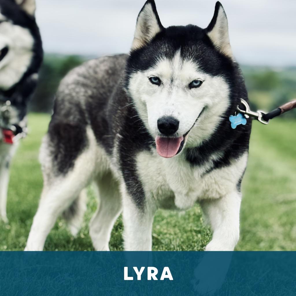Lobo & Lyra, a Adoptable Husky in State College, PA image 2/6