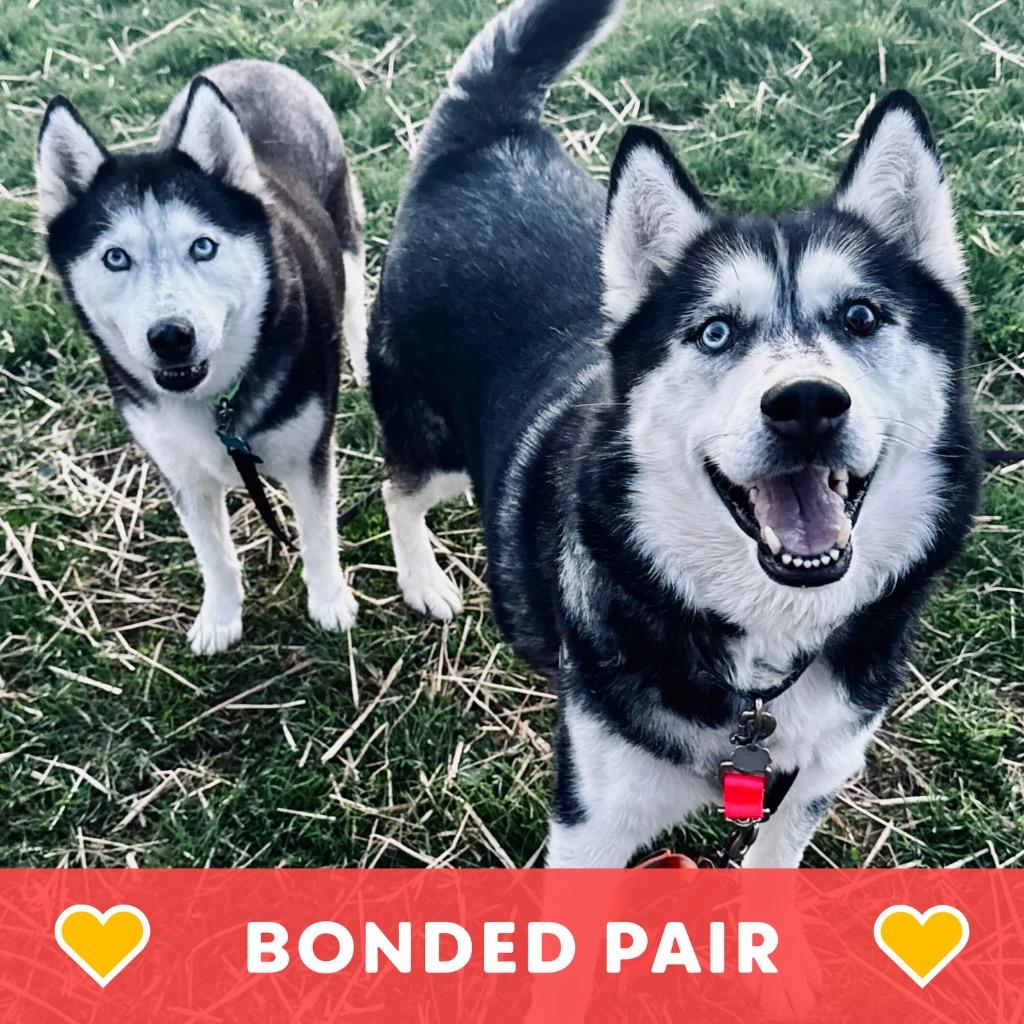 Enlarge Lobo & Lyra, a Adoptable Husky in State College, PA image 3/6