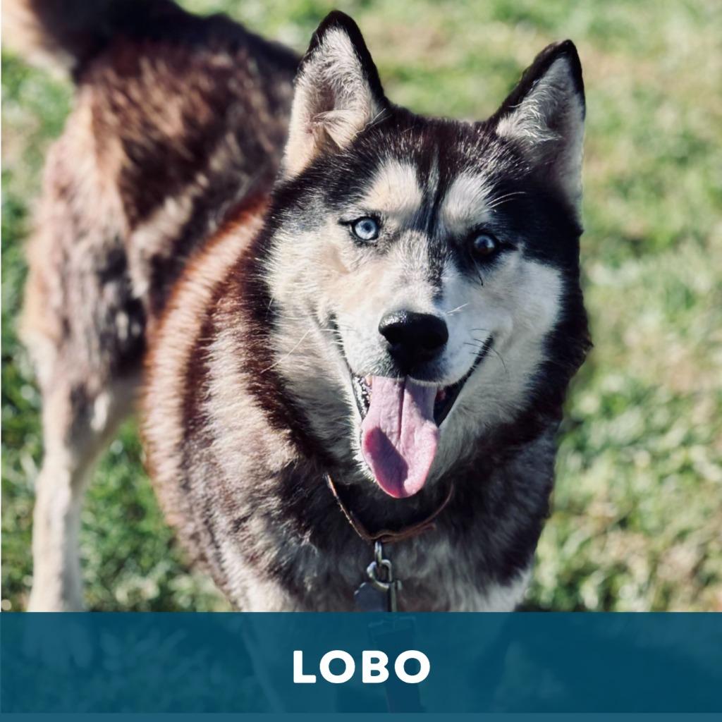 Enlarge Lobo & Lyra, a Adoptable Husky in State College, PA image 3/5