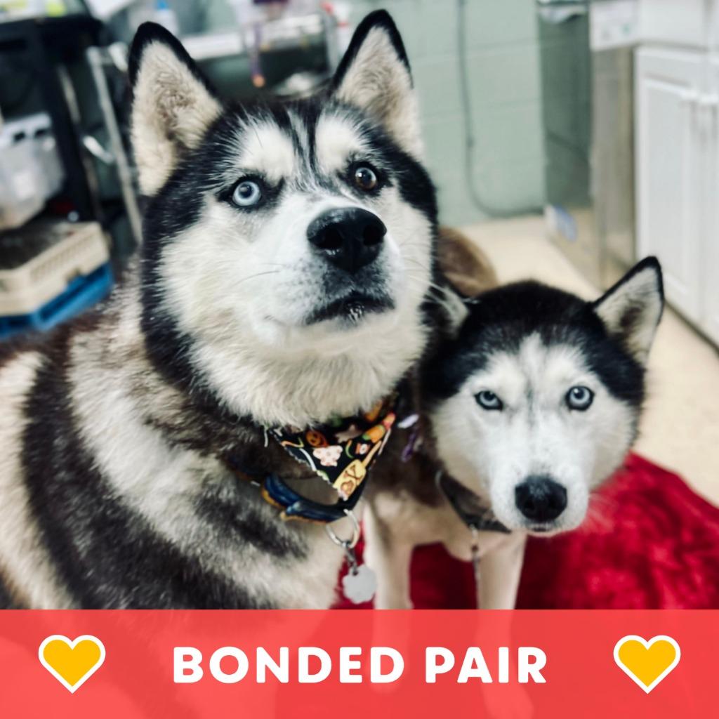 Lobo & Lyra thumbnail 5