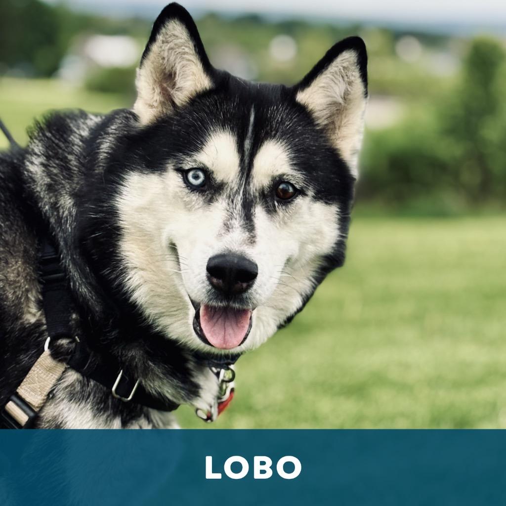 Lobo & Lyra, a Adoptable Husky in State College, PA image 4/6