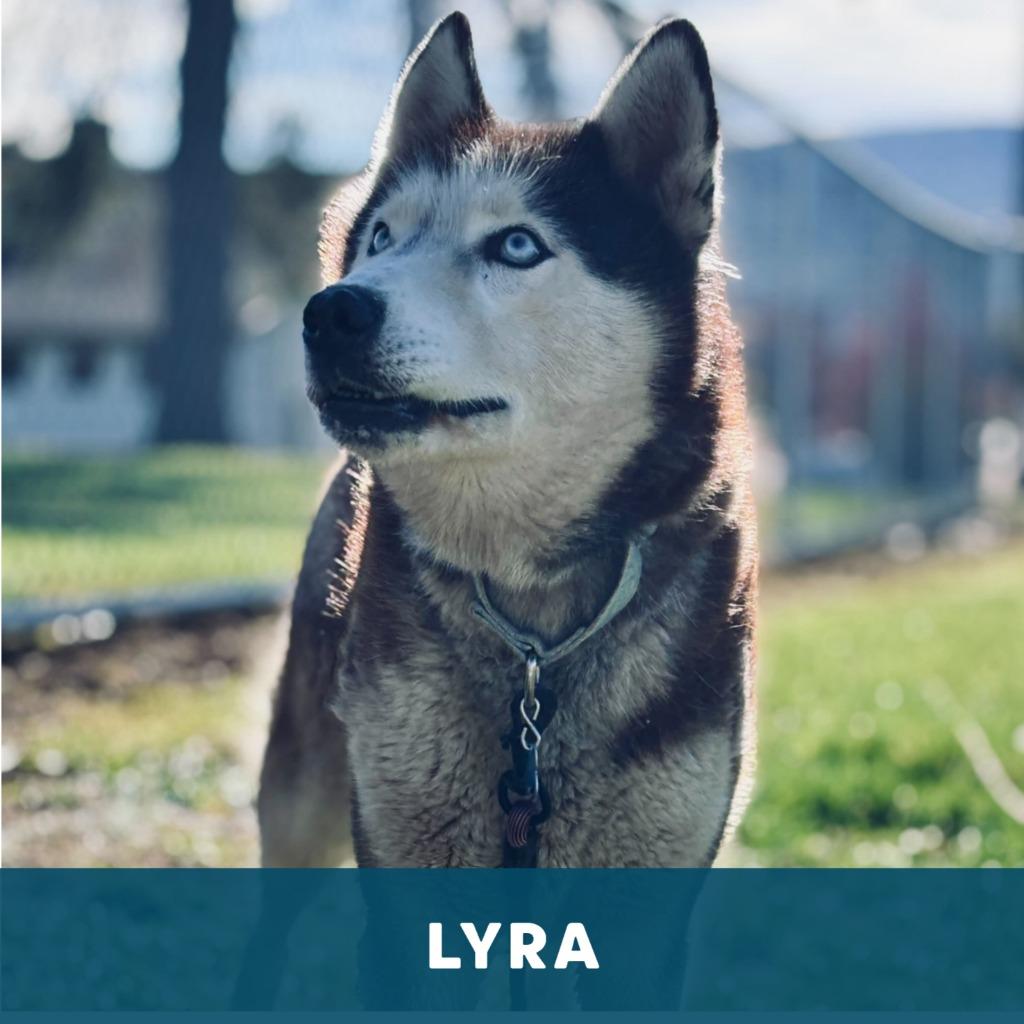 Enlarge Lobo & Lyra, a Adoptable Husky in State College, PA image 4/5