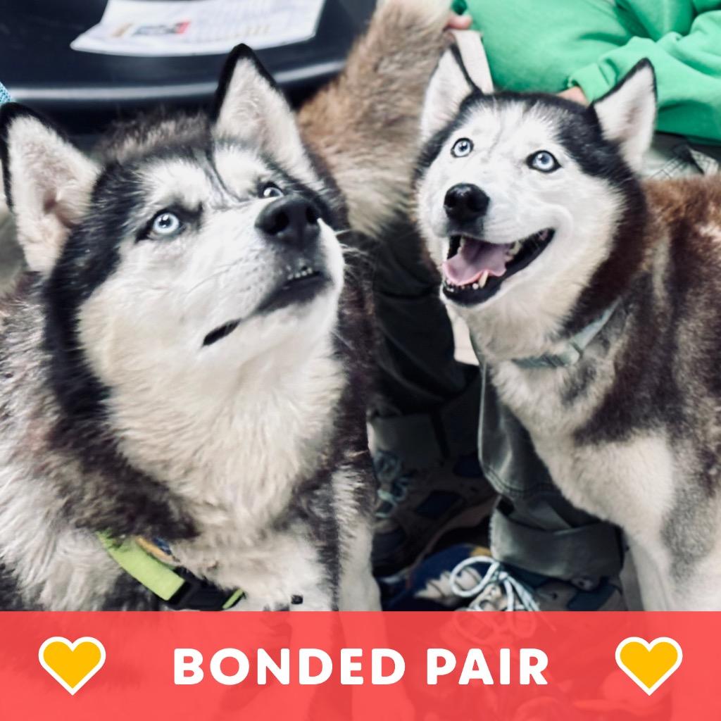 Lobo & Lyra thumbnail 6