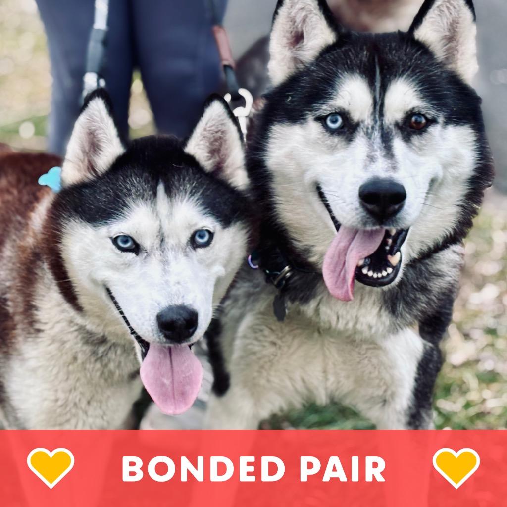 Enlarge Lobo & Lyra, a Adoptable Husky in State College, PA image 5/5