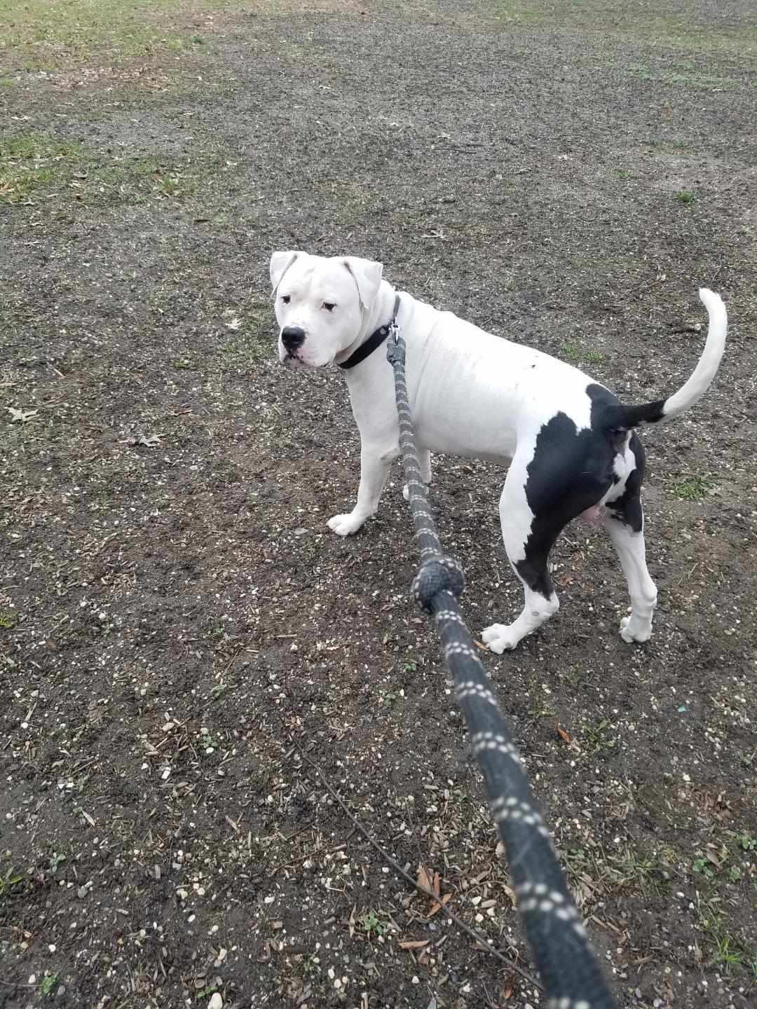 Prince, Adoptable, Adult Male Dogo Argentino.