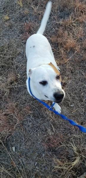Prince, a Adoptable Dogo Argentino in New York, NY image 2/2