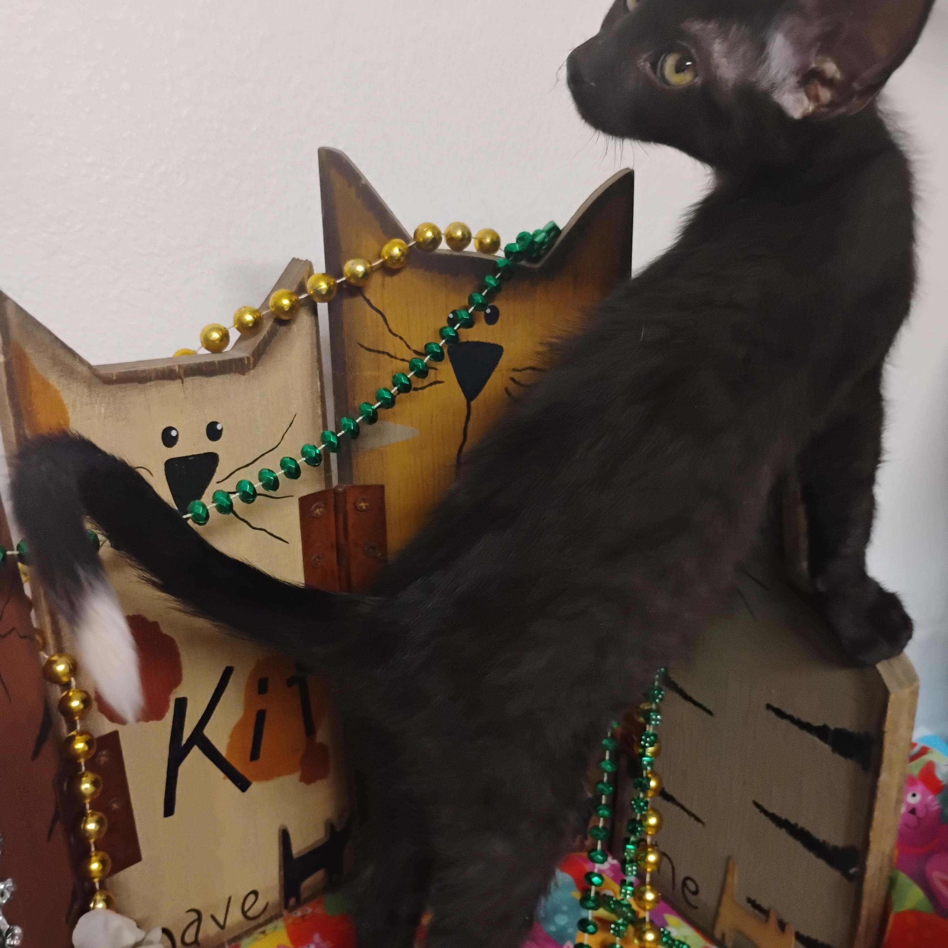 feeling groovey 2lb M white tip tail 2ndvacc, a ADOPTABLE Domestic Short Hair in Phoenix, AZ image 2/2