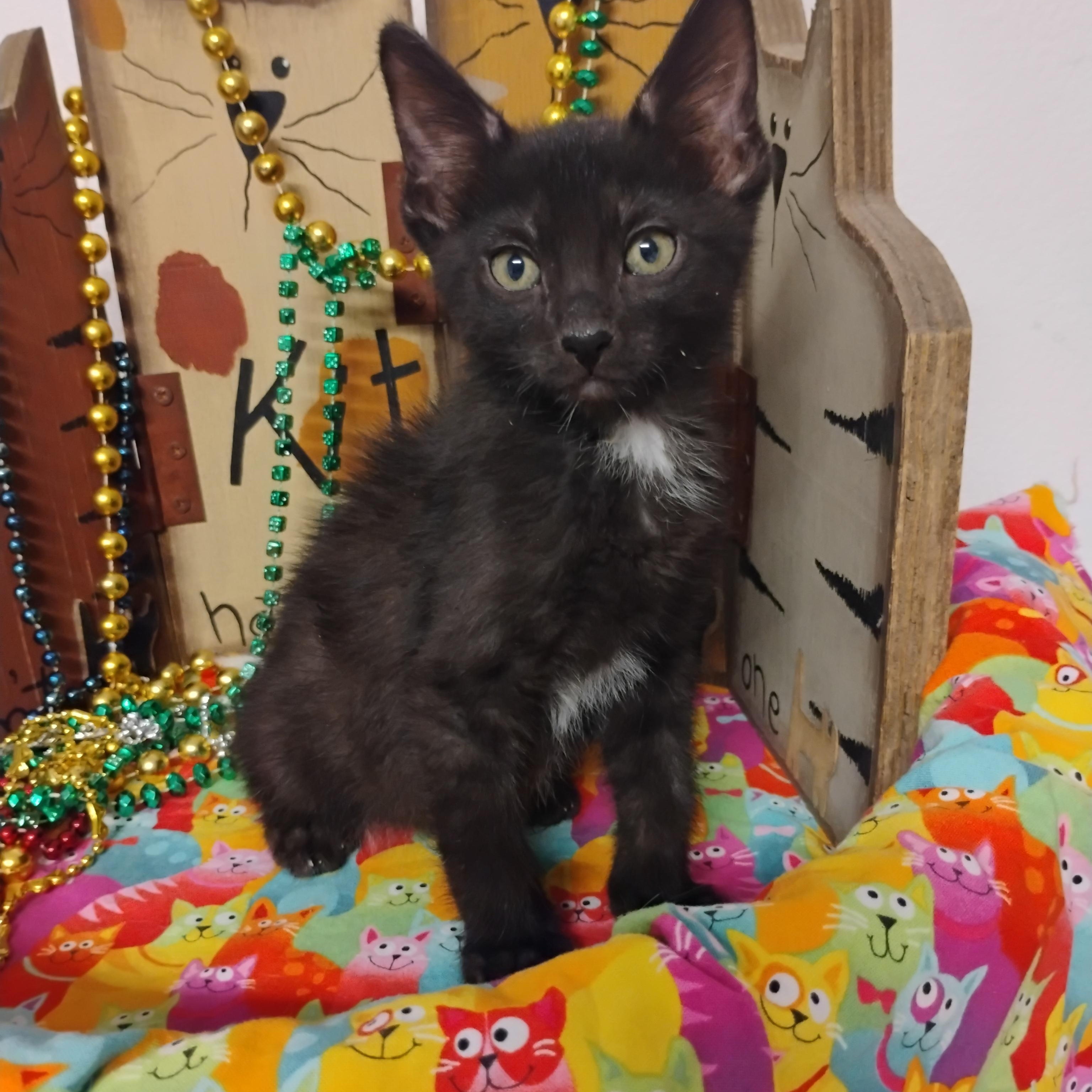 Enlarge feeling groovey 2lb M blk wh tail, a ADOPTABLE Domestic Short Hair in Phoenix, AZ image 1/1