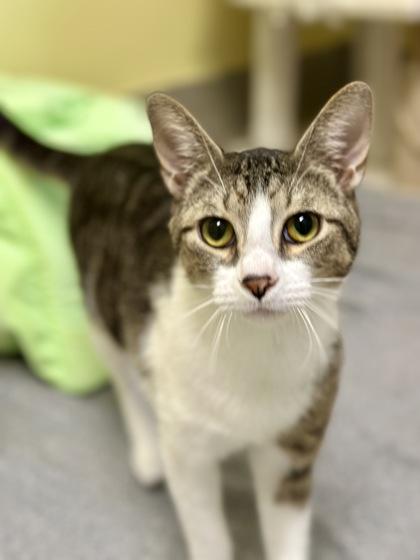 Captain, a ADOPTABLE Domestic Short Hair in Athens, GA image 2/2