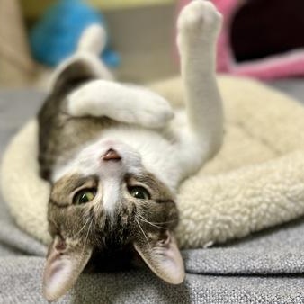 Captain, ADOPTABLE, Adult Male Domestic Short Hair.