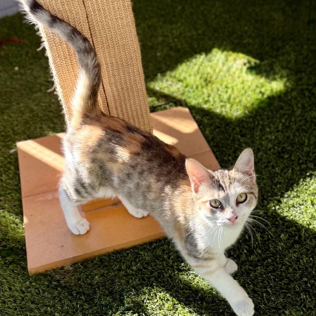 Enlarge Betty, a Adoptable Domestic Short Hair in San Antonio, TX image 1/6