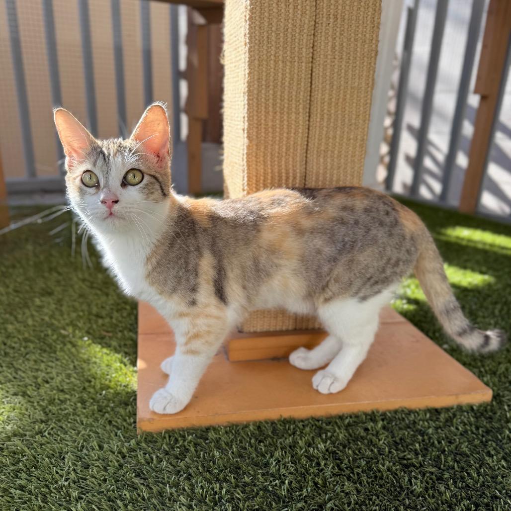 Enlarge Betty, a Adoptable Domestic Short Hair in San Antonio, TX image 2/6