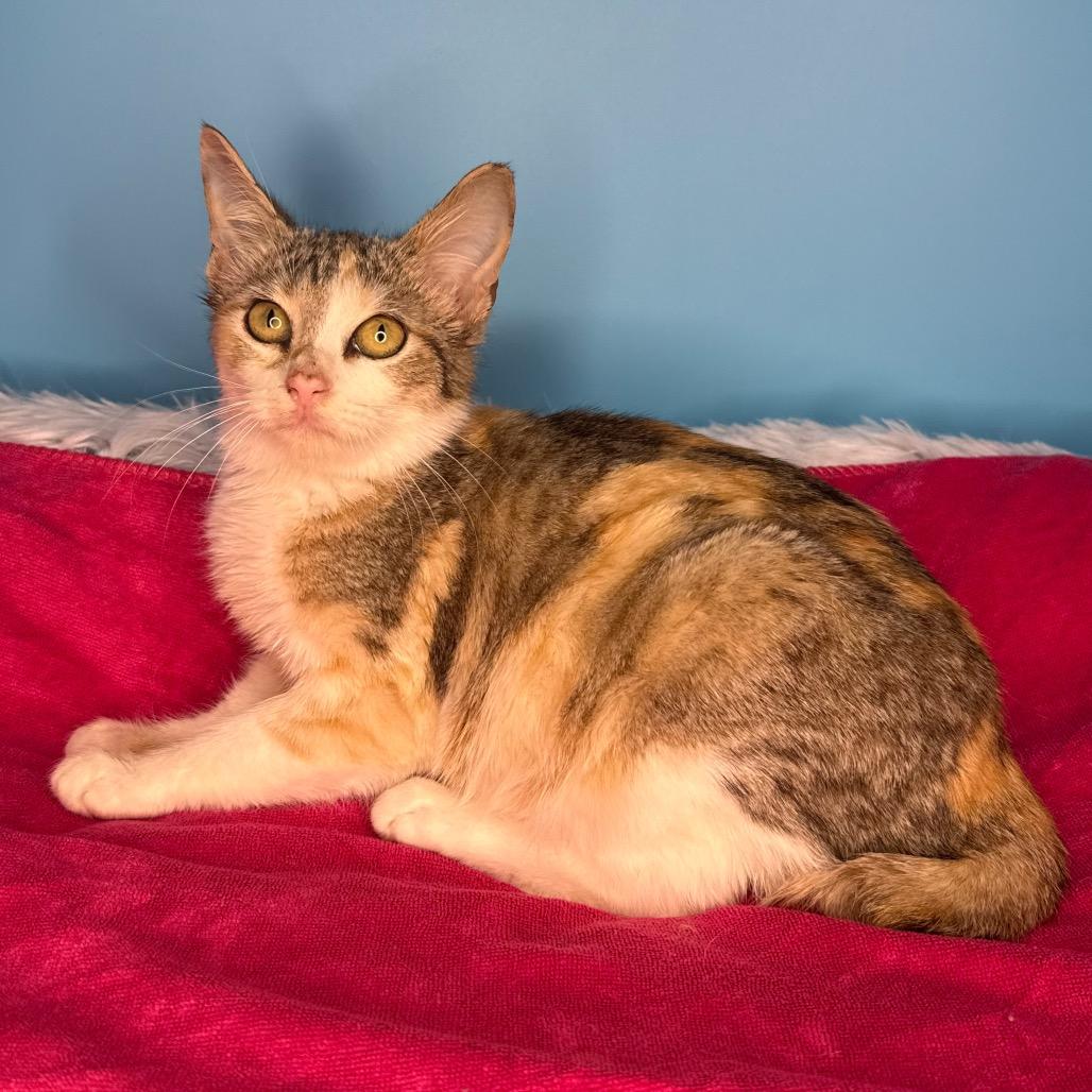 Betty, Adoptable, Kitten Female Domestic Short Hair.