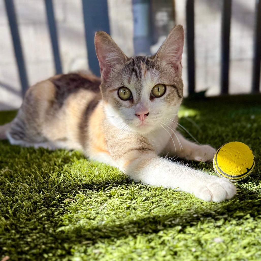 Enlarge Betty, a Adoptable Domestic Short Hair in San Antonio, TX image 3/6